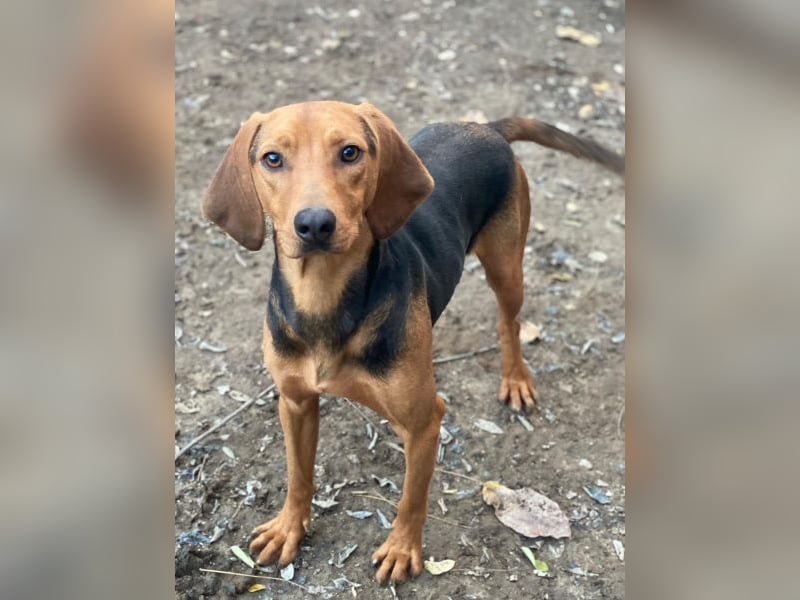 Ted, geb. ca. 01/2023, lebt in GRIECHENLAND, auf einer privaten Pflegestelle