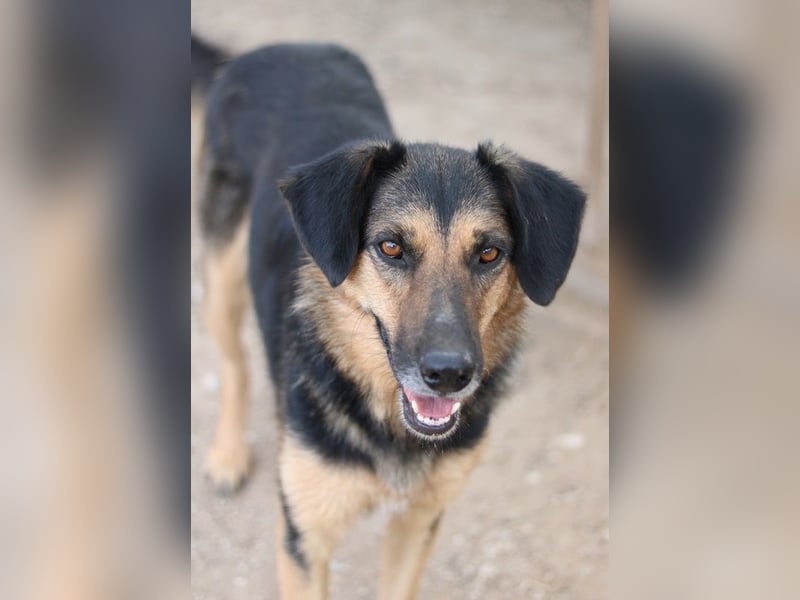 Kitaro, geb. 01/2019, lebt in GRIECHENLAND, im städt. Tierheim Serres