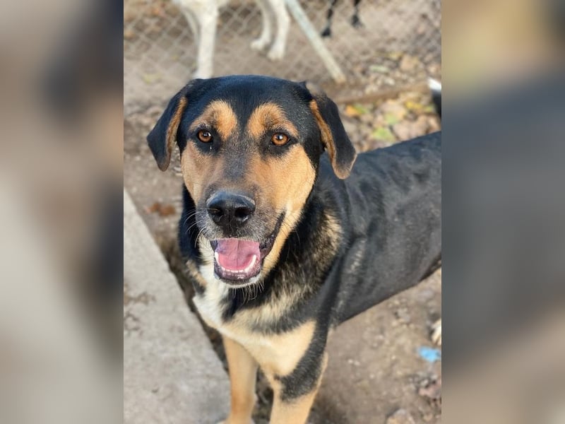 Eppo, geb. ca. 11/2022, lebt in GRIECHENLAND, im städt. Tierheim Serres