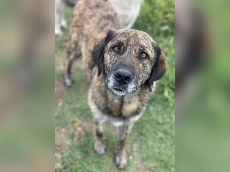 Theo, geb. ca. 04/2022, lebt in GRIECHENLAND, im städt. Tierheim Serres