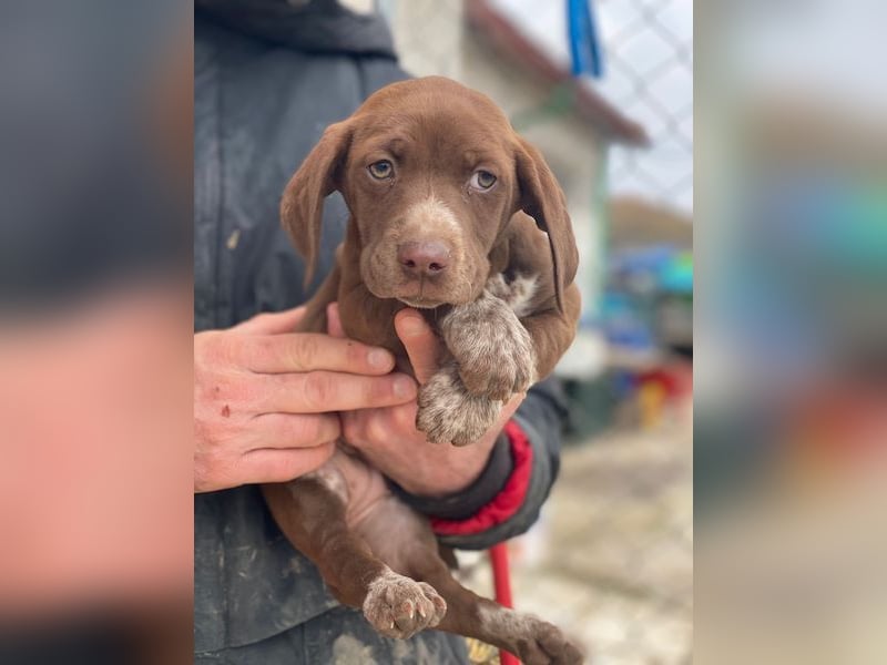 Castanea, geb. ca. 11/2025, lebt in GRIECHENLAND, auf einer privaten Pflegestelle