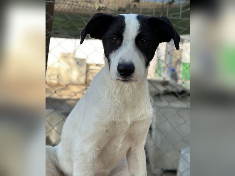 Capper, geb. ca. 06/2024, lebt in GRIECHENLAND, im städt. Tierheim Serres