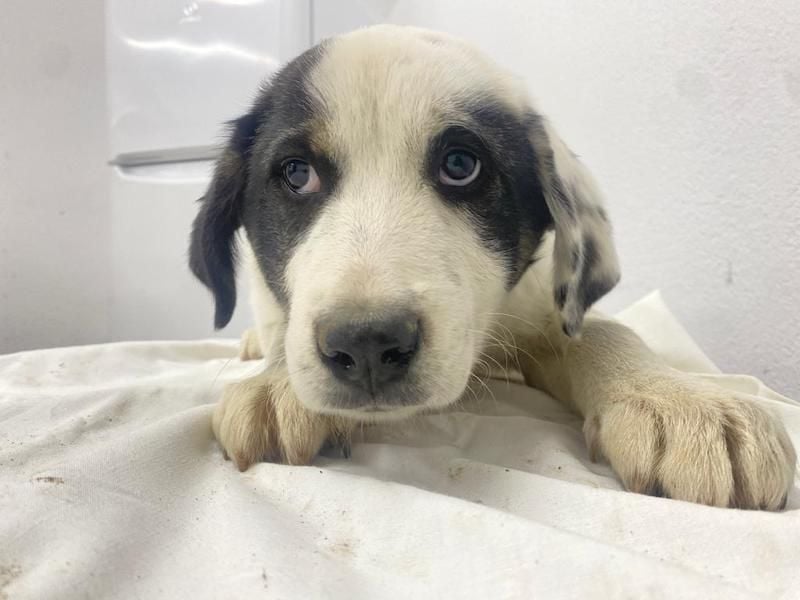 Sunshine, geb. ca. 11/2022, lebt in GRIECHENLAND, im städt. Tierheim Serres