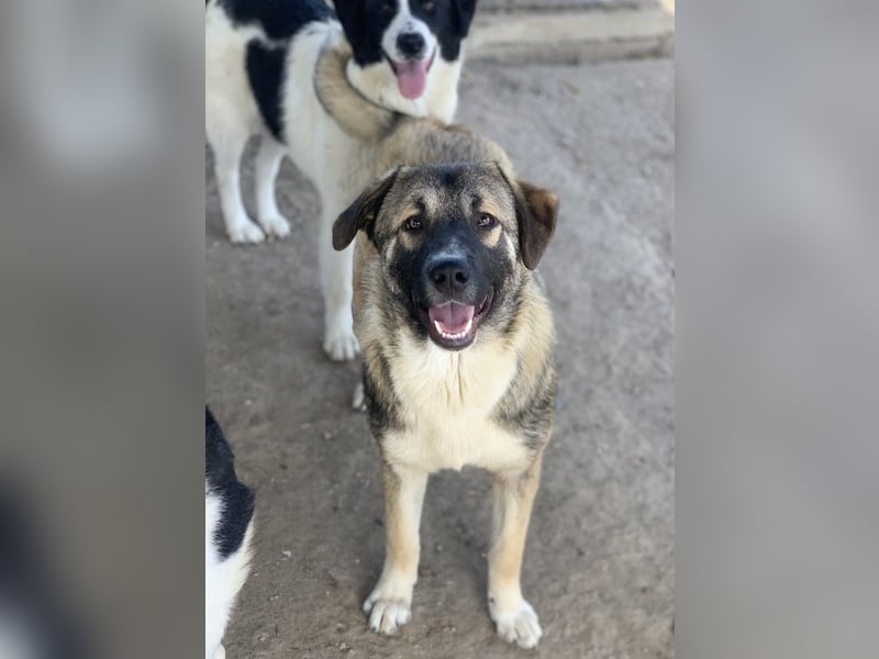 Davio, geb. ca. 06/2023, lebt in GRIECHENLAND, im städt. Tierheim Serres