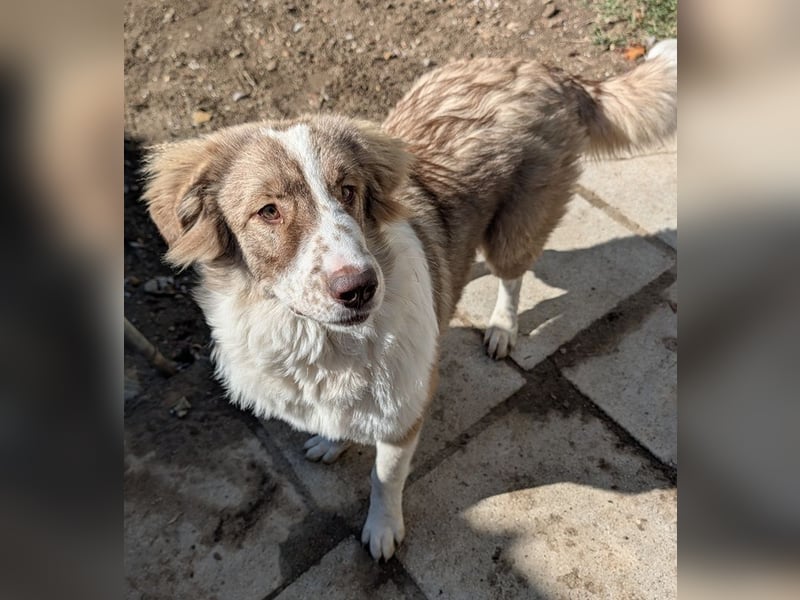 Liona, geb. ca. 12/2024, lebt in GRIECHENLAND, auf einem Gelände, wird notdürftig versorgt