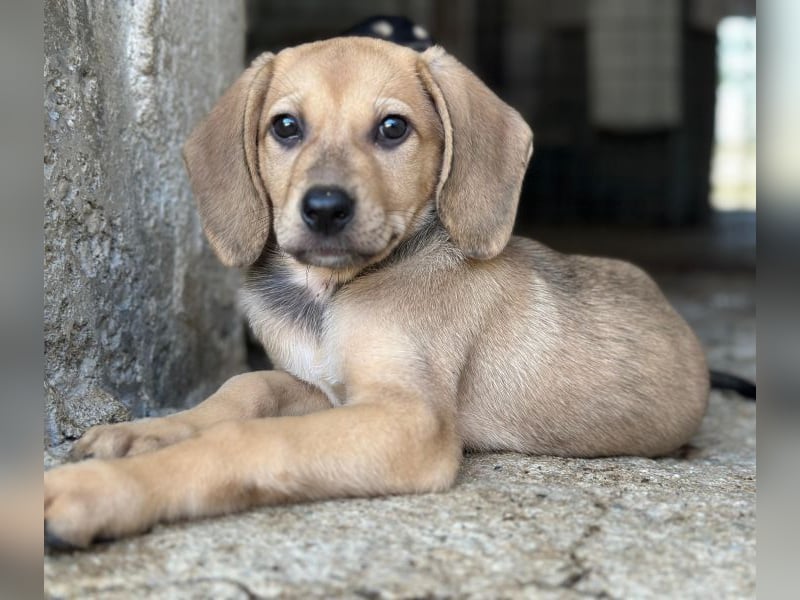 Vanilla, geb. ca. 05/2026, lebt in GRIECHENLAND, im städt. Tierheim Serres