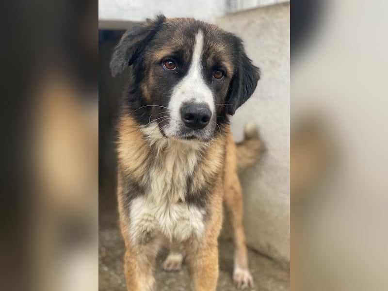 Beetles, geb. ca. 11/2024, lebt in GRIECHENLAND, im städt. Tierheim Serres