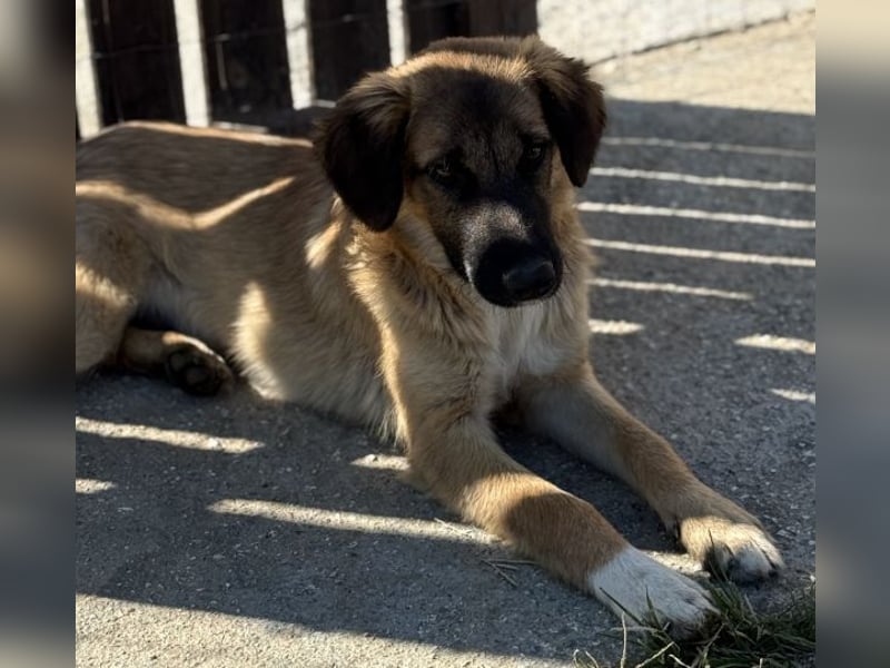 Flint, geb. ca. 03/2025, lebt in GRIECHENLAND, auf einer privaten Pflegestelle