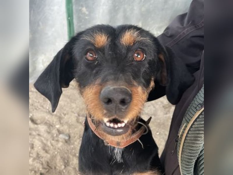 Leonarda, geb. ca. 02/2024, lebt in GRIECHENLAND, auf einer privaten Pflegestelle