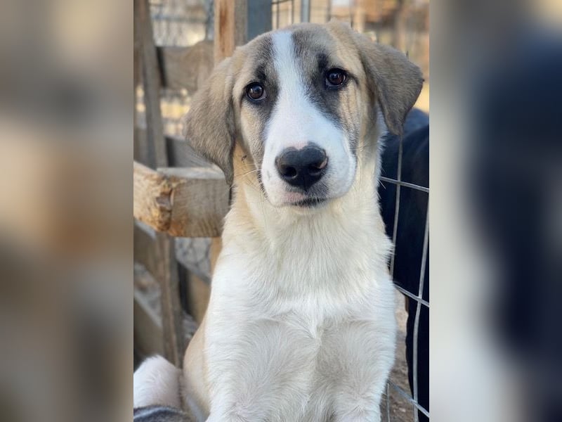 Manella, geb. ca. 04/2025, lebt in GRIECHENLAND, im städt. Tierheim Serres