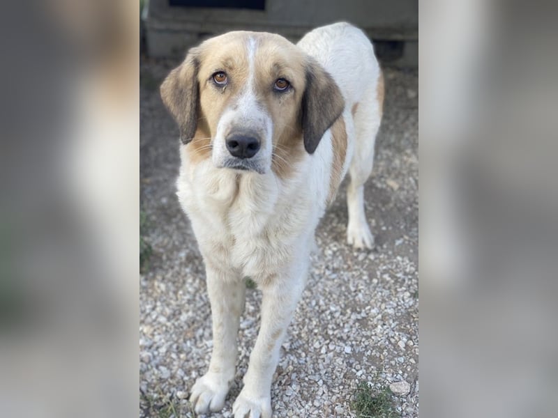 Clementini, geb. ca. 03/2019, lebt in GRIECHENLAND, im städt. Tierheim Serres