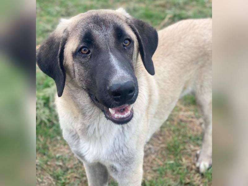 Twixx, geb. ca. 03/2025, lebt in GRIECHENLAND, im städt. Tierheim Serres