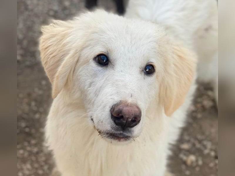 Bazo, geb. ca. 02/2025, lebt in GRIECHENLAND, auf einer privaten Pflegestelle