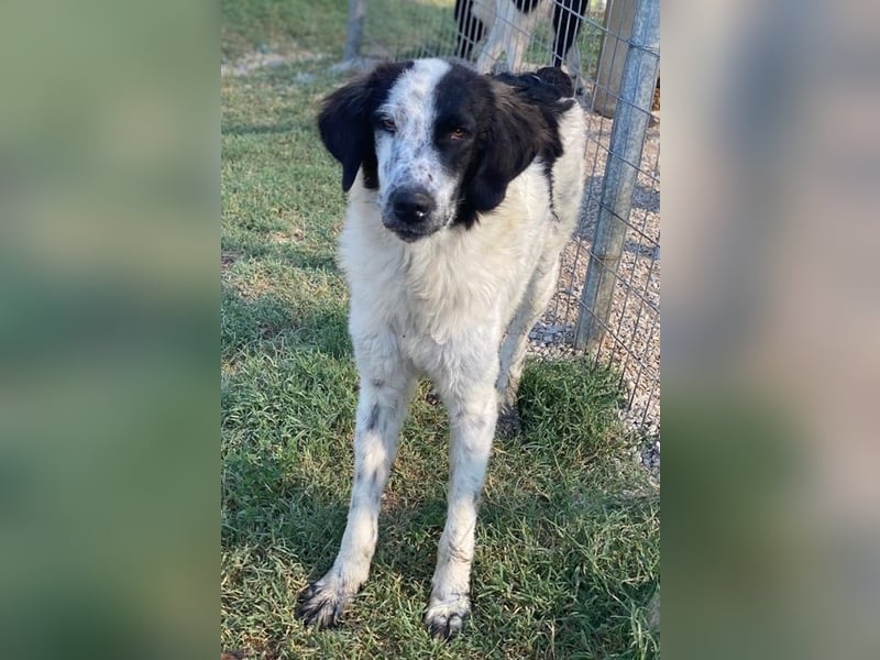 Yuni, geb. ca. 03/2023, lebt in GRIECHENLAND, im städt. Tierheim Serres