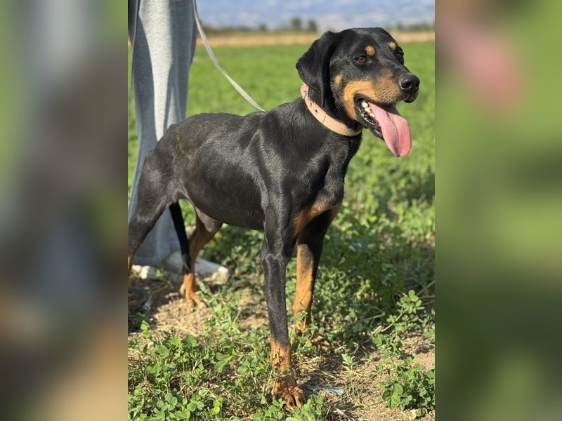 Zwölf, geb. ca. 10/2021, lebt in GRIECHENLAND, auf einer privaten Pflegestelle