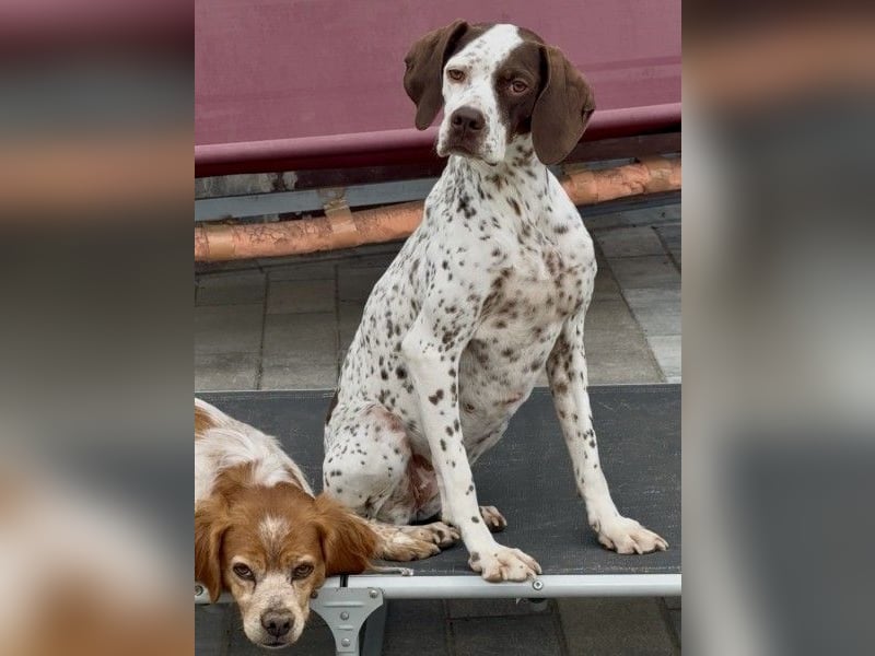 Acira, geb. ca. 04/2023, lebt auf einer Pflegestelle in 67735 Mehlbach