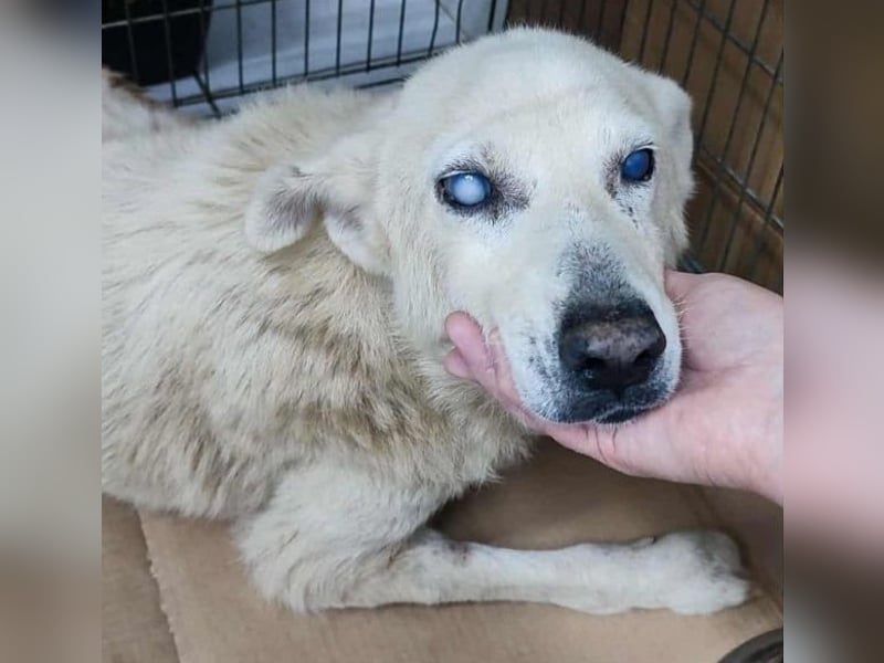 Pipina, geb. ca. 06/2014, lebt in GRIECHENLAND, auf einer privaten Pflegestelle