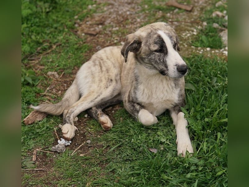 Xabi, geb. ca. 07/2023, lebt in GRIECHENLAND, auf einem Gelände, Hunde werden notdürftig versorgt