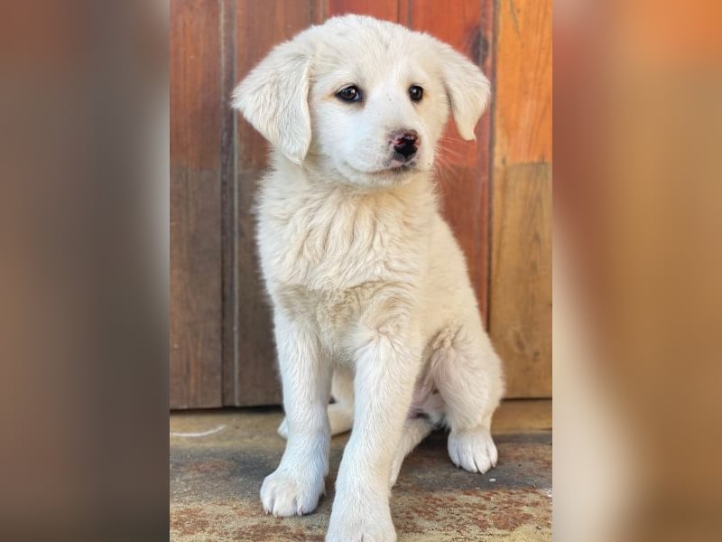 Saki, geb. ca. 03/2026, lebt in GRIECHENLAND, auf einer privaten Pflegestelle