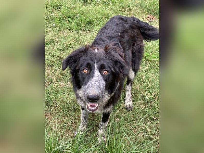 Lessa, geb. ca. 09/2022, lebt in GRIECHENLAND, im städt. Tierheim Serres