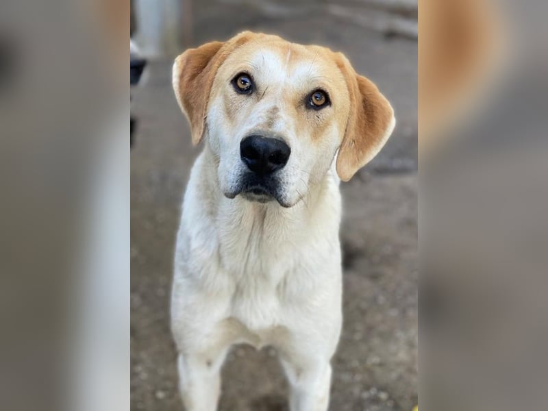 Roxi, geb. ca. 11/2022, lebt in GRIECHENLAND, im städt. Tierheim Serres