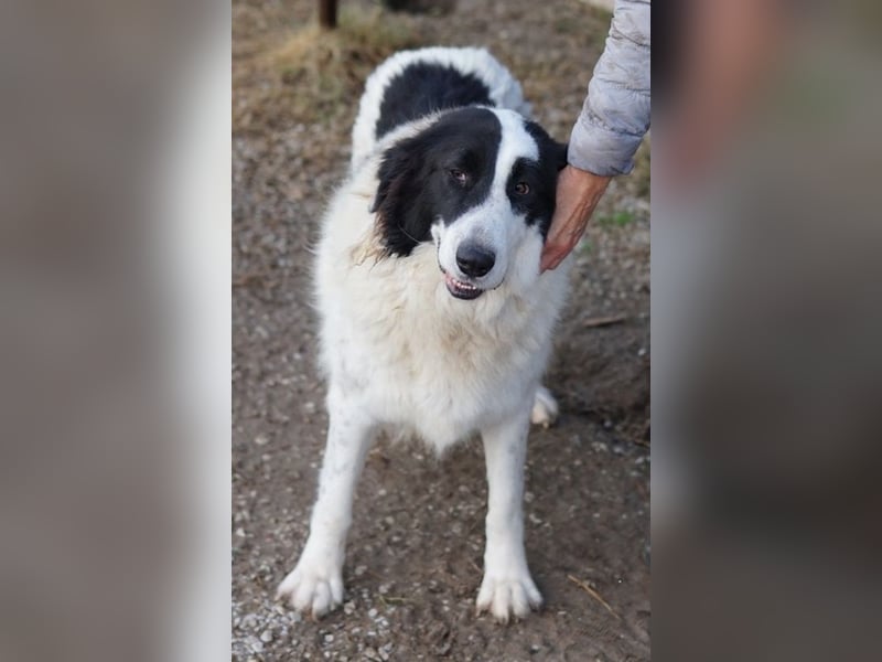 Maella, geb. ca. 02/2020, lebt in GRIECHENLAND, im städt. Tierheim Serres