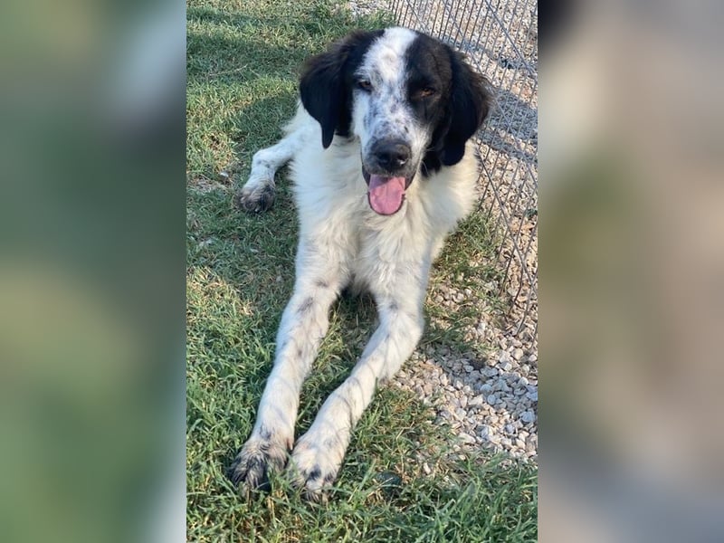 Yuni, geb. ca. 03/2023, lebt in GRIECHENLAND, im städt. Tierheim Serres