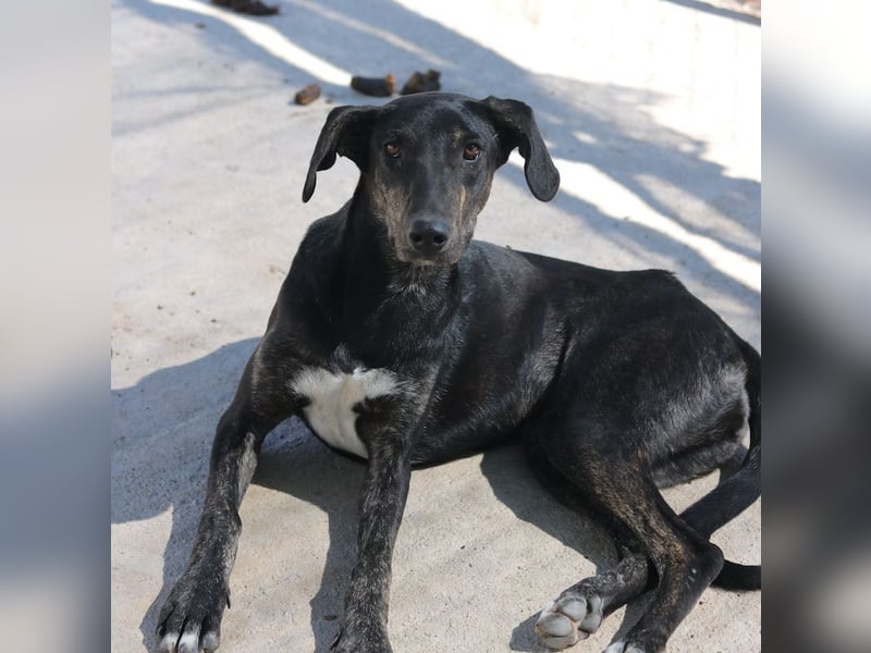 Nyota, geb. ca. 09/2023, lebt in GRIECHENLAND, auf einer privaten Pflegestelle