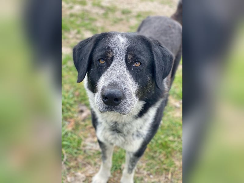 Malik, geb. ca.02/2022, lebt in GRIECHENLAND, im städt. Tierheim Serres