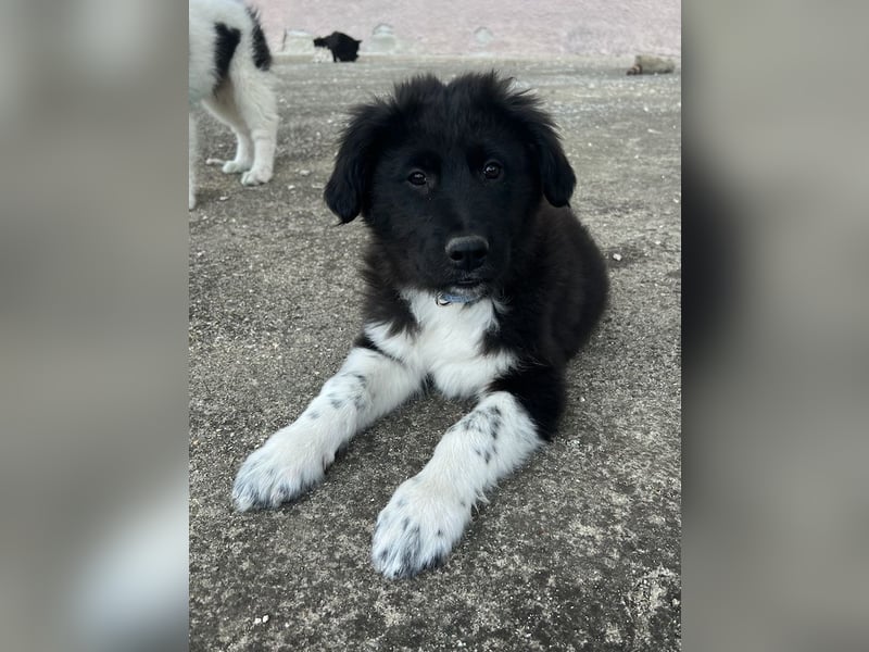 Baron, geb. ca. 12/2023, lebt in GRIECHENLAND, auf einem Gelände, Hunde werden notdürftig versorgt