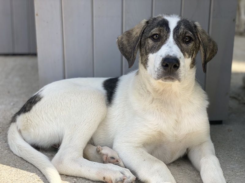 Adele, geb. ca. 02/2024, lebt in GRIECHENLAND, im städt. Tierheim Serres