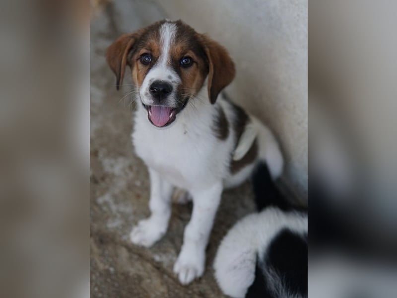 Florin, geb. ca. 05/2025, lebt in GRIECHENLAND, im städt. Tierheim Serres