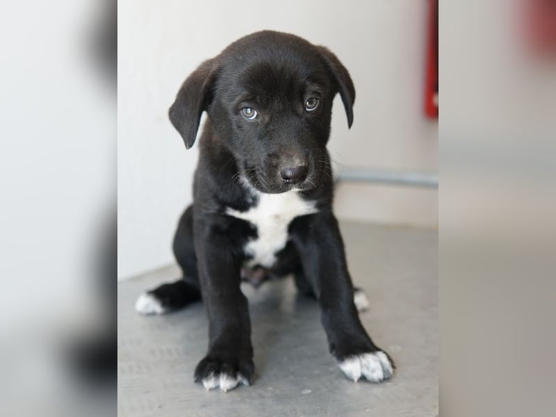 Jula, geb. ca. 12/2025, lebt in GRIECHENLAND, auf einer privaten Pflegestelle