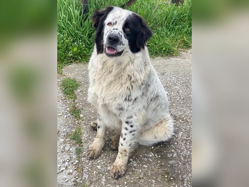 Blossom, geb. ca. 09/2024, lebt in GRIECHENLAND, beim städt. Tierheim Serres