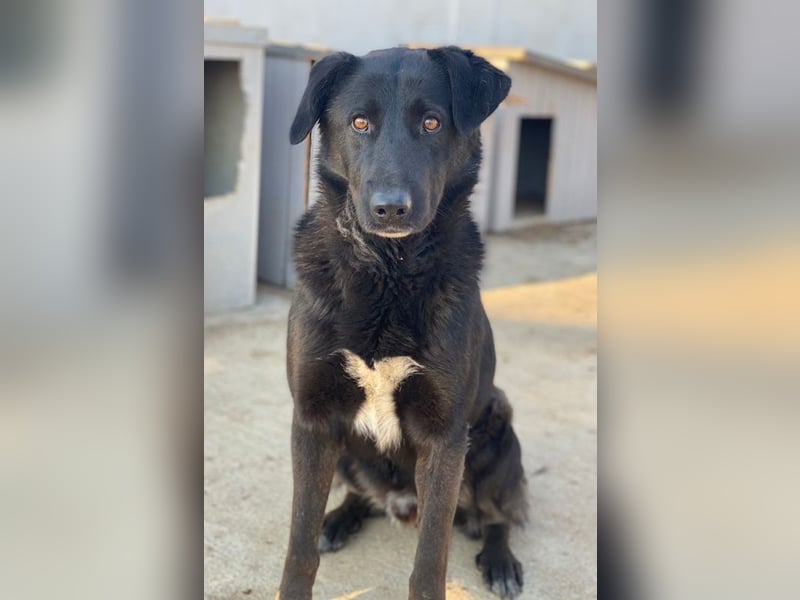 Gimpo, geb. ca. 03/2024, lebt in GRIECHENLAND, im städt. Tierheim Serres