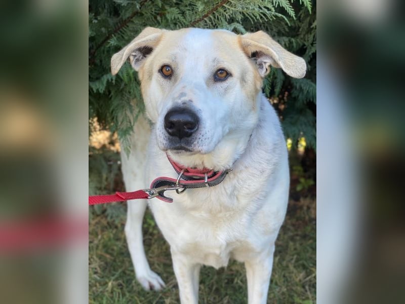 Rango, geb. ca. 01/2020, lebt in GRIECHENLAND, auf einer privaten Pflegestelle