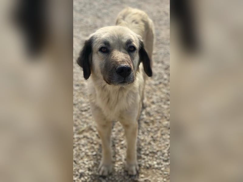 Frea, geb. ca. 02/2021, lebt in GRIECHENLAND, im städt. Tierheim Serres