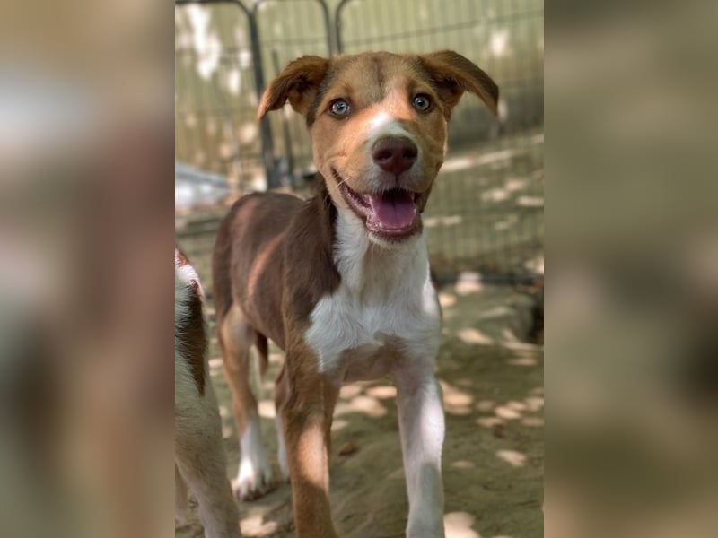 Hardo, geb. ca. 01/2025, lebt in GRIECHENLAND, auf einer privaten Pflegestelle