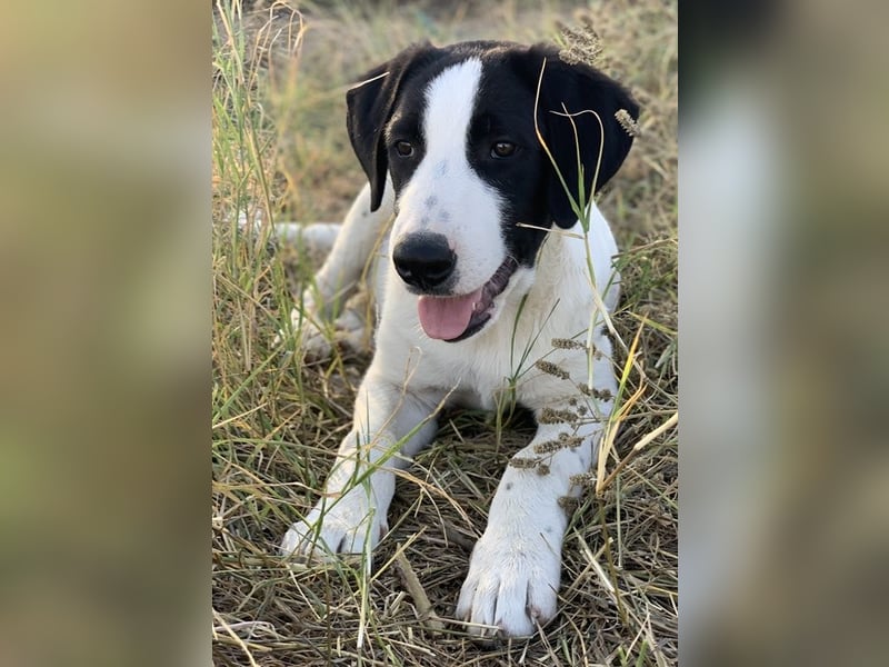 Rico, geb. ca. 05/2022, lebt in GRIECHENLAND, auf einer privaten Pflegestelle