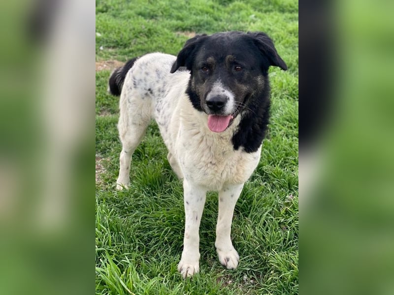 Thanio, geb. ca. 06/2020, lebt in GRIECHENLAND, im städt. Tierheim Serres