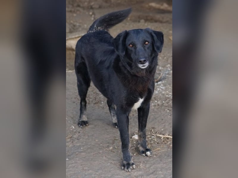 Swarzi, geb. 02/2018, lebt in GRIECHENLAND, im städt. Tierheim Serres