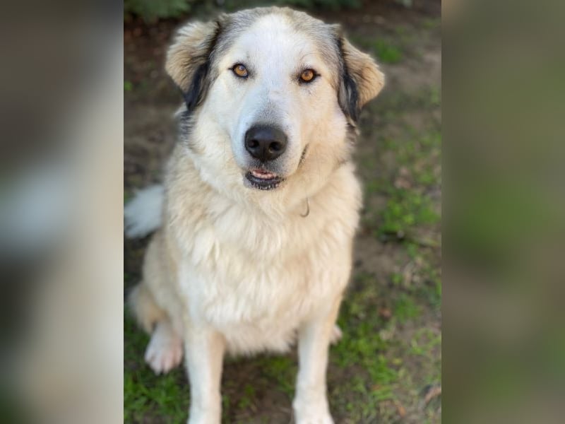 Winnie, geb. ca. 12/2023, lebt in GRIECHENLAND, auf einer privaten Pflegestelle