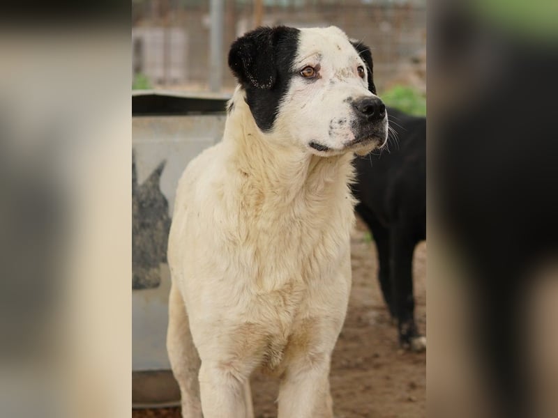 Ronny, geb. ca. 09/2022, lebt in GRIECHENLAND, im städt. Tierheim Serres