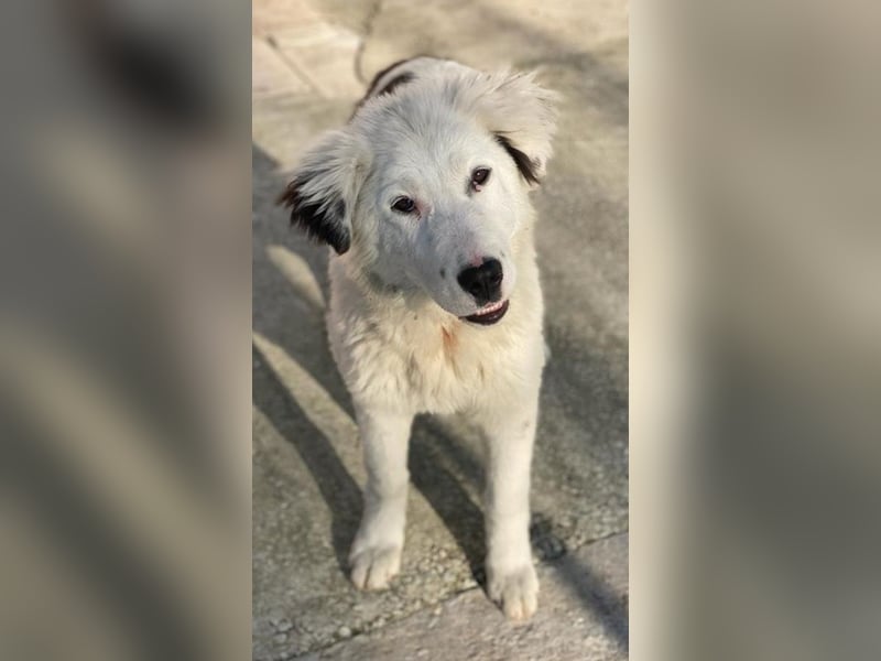 Canja, geb. ca. 08/2022, lebt in GRIECHENLAND, im städt. Tierheim Serres