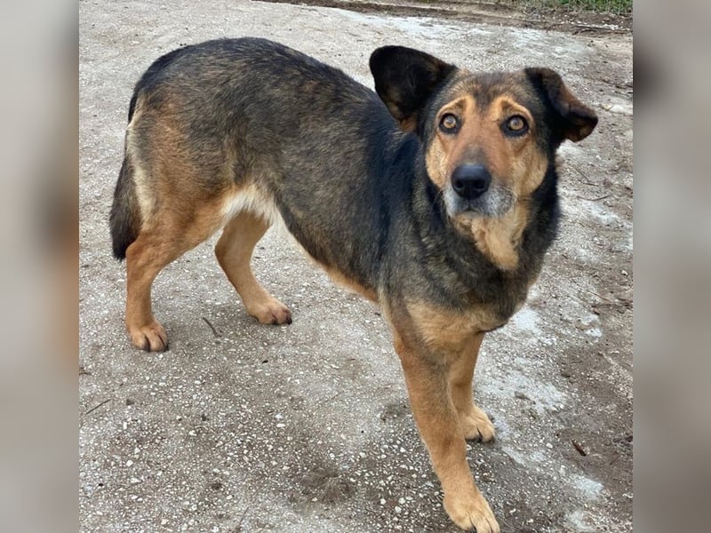 Violetta, geb. ca. 09/2018, lebt in GRIECHENLAND, im städt. Tierheim Serres