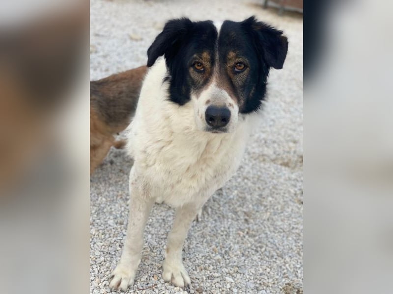 Xalia, geb. ca. 03/2018, lebt in GRIECHENLAND, im städt. Tierheim Serres