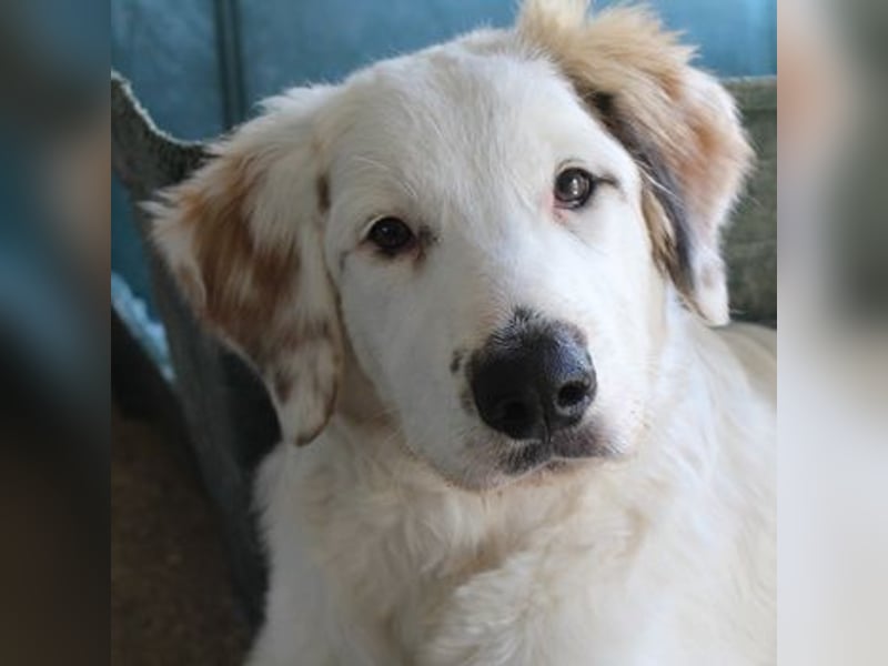 Kembro, geb. ca. 04/2025, lebt in GRIECHENLAND, im städt. Tierheim Serres