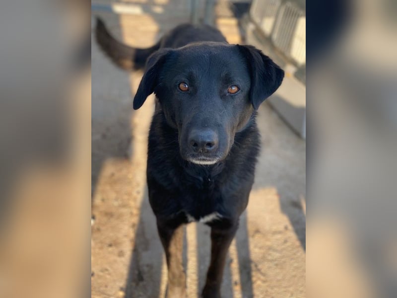 Gimpo, geb. ca. 03/2024, lebt in GRIECHENLAND, im städt. Tierheim Serres