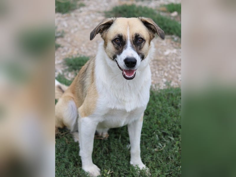 Jeanie, geb. ca. 05/2023, lebt in GRIECHENLAND, im städt. Tierheim Serres