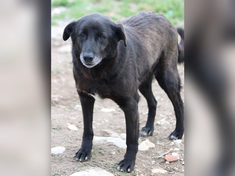 Kenzo, geb. 03/2014, lebt in GRIECHENLAND, im städt. Tierheim Serres
